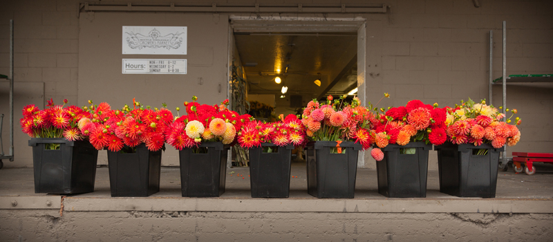 seattle-wholesale-growers-market-dahlias.jpg