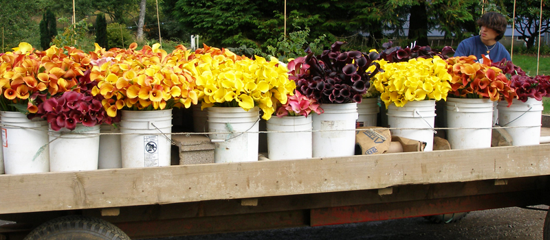 seattle-wholesale-growers-market-callas.jpg